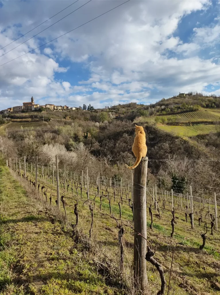 Life around Miscasale