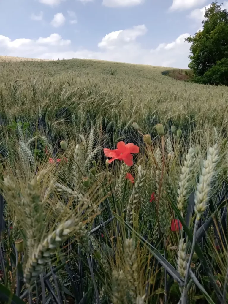 Miscasale fields and harvests