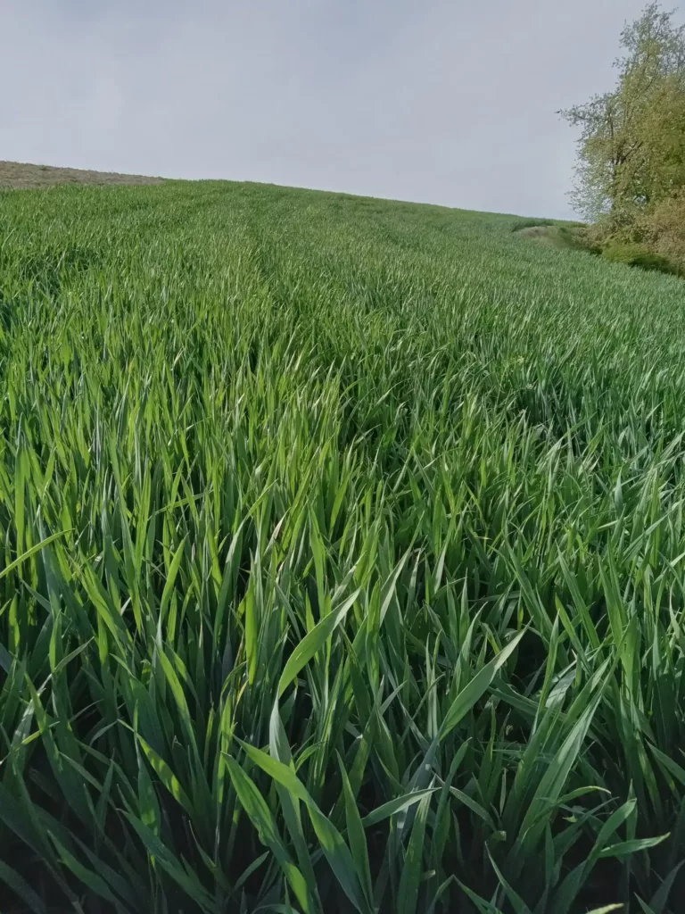 Miscasale fields and harvests
