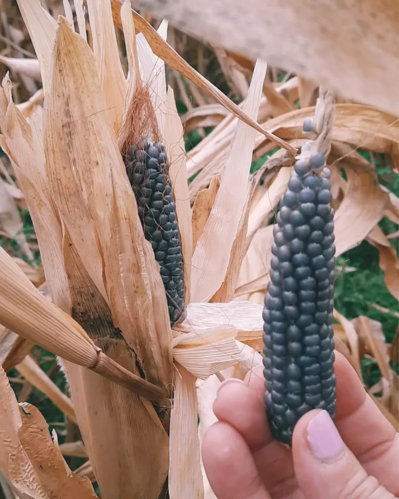 Miscasale fields and harvests