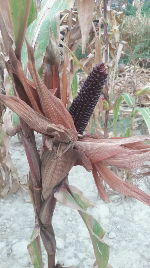 Miscasale fields and harvests