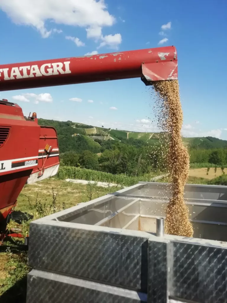 Miscasale fields and harvests