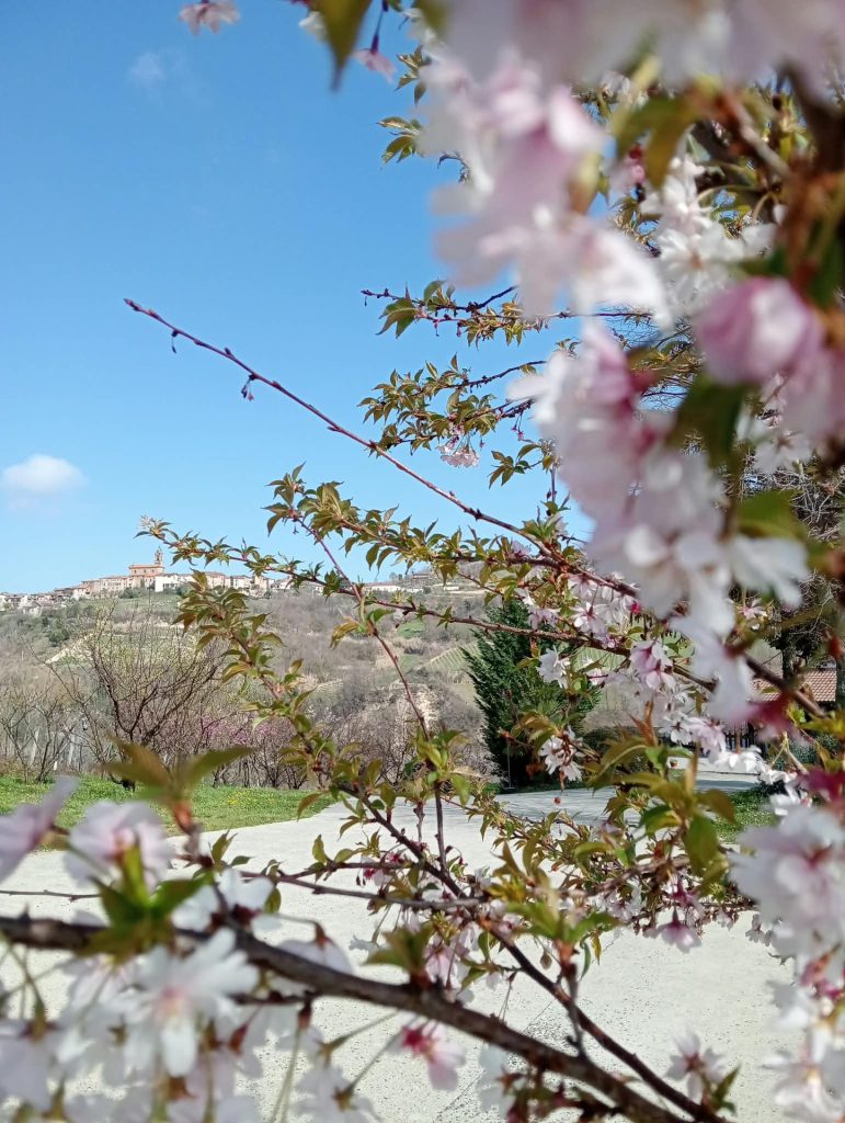 Ciliegio in fiore e Montabone