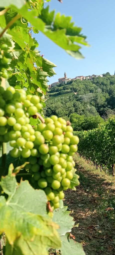 Ripening grapes with Montabone in the background