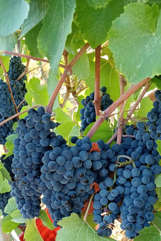 Bunches of black grapes in the Miscasale vineyard